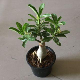 Flower Plant Sale Plants Carousell Singapore