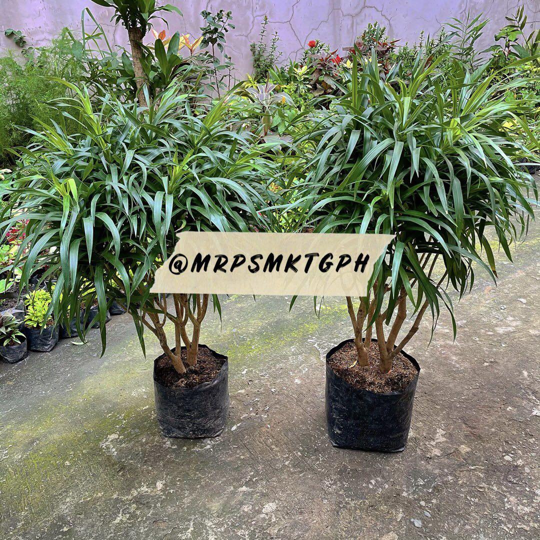 Dracaena Anita Gardening Flowers Plants On Carousell