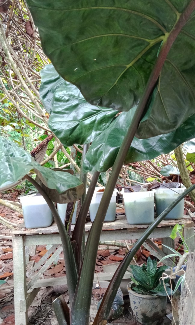 harga keladi gajah