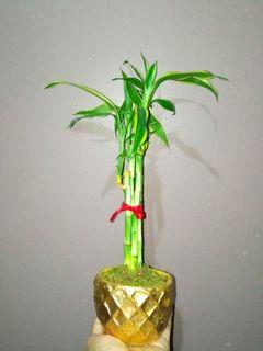 Lucky bamboo w/gold clay pot and mousse