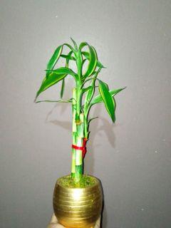 Lucky bamboo w/gold clay pot and mousse