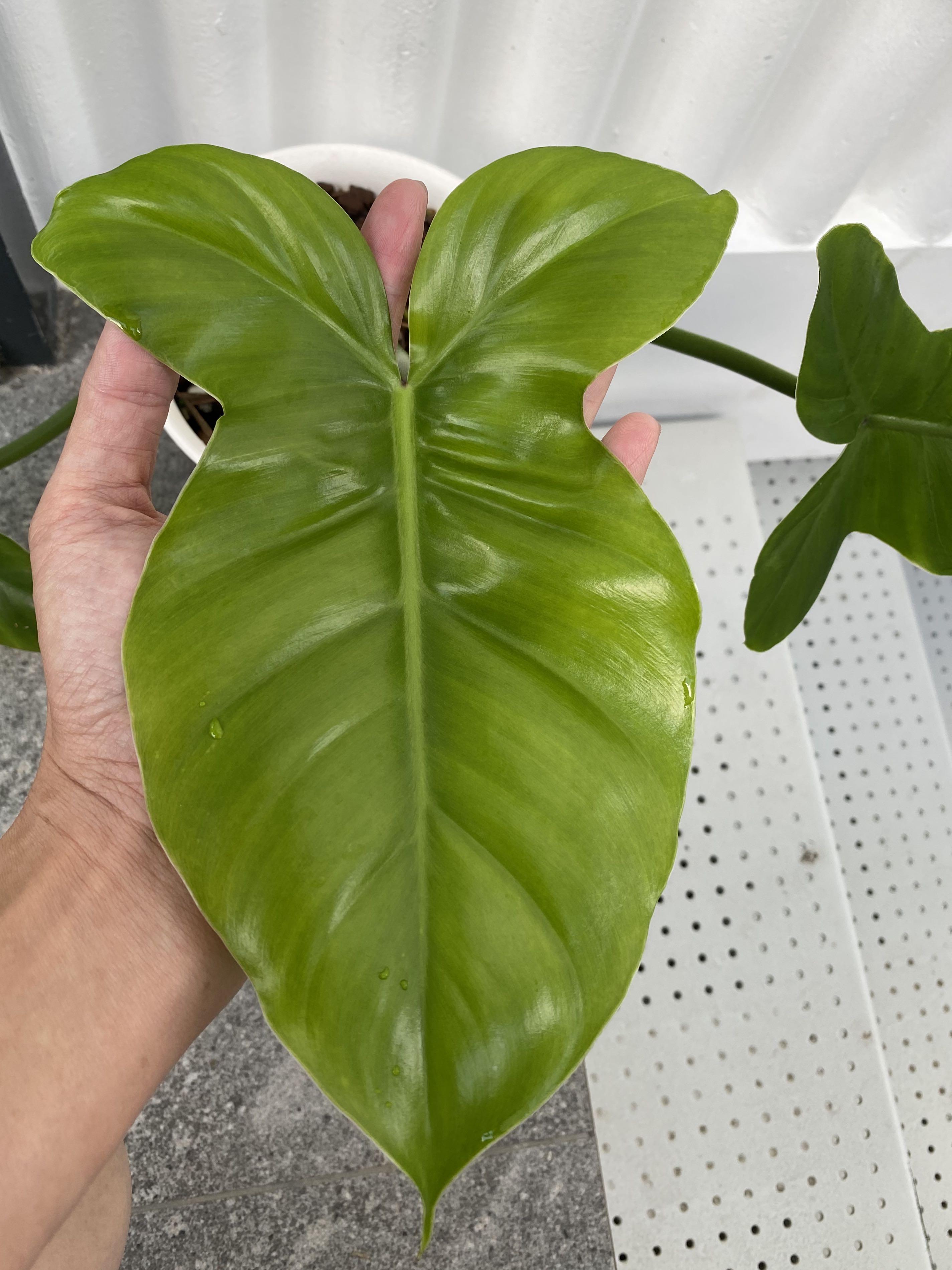Philodendron Barrosoanum Furniture Home Living Gardening Plants Seeds On Carousell
