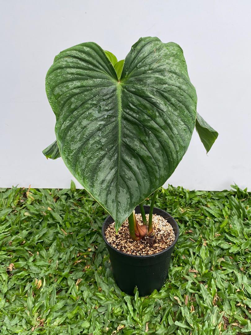 Philodendron Mamei Silver Cloud Furniture Home Living Gardening Plants Seeds On Carousell