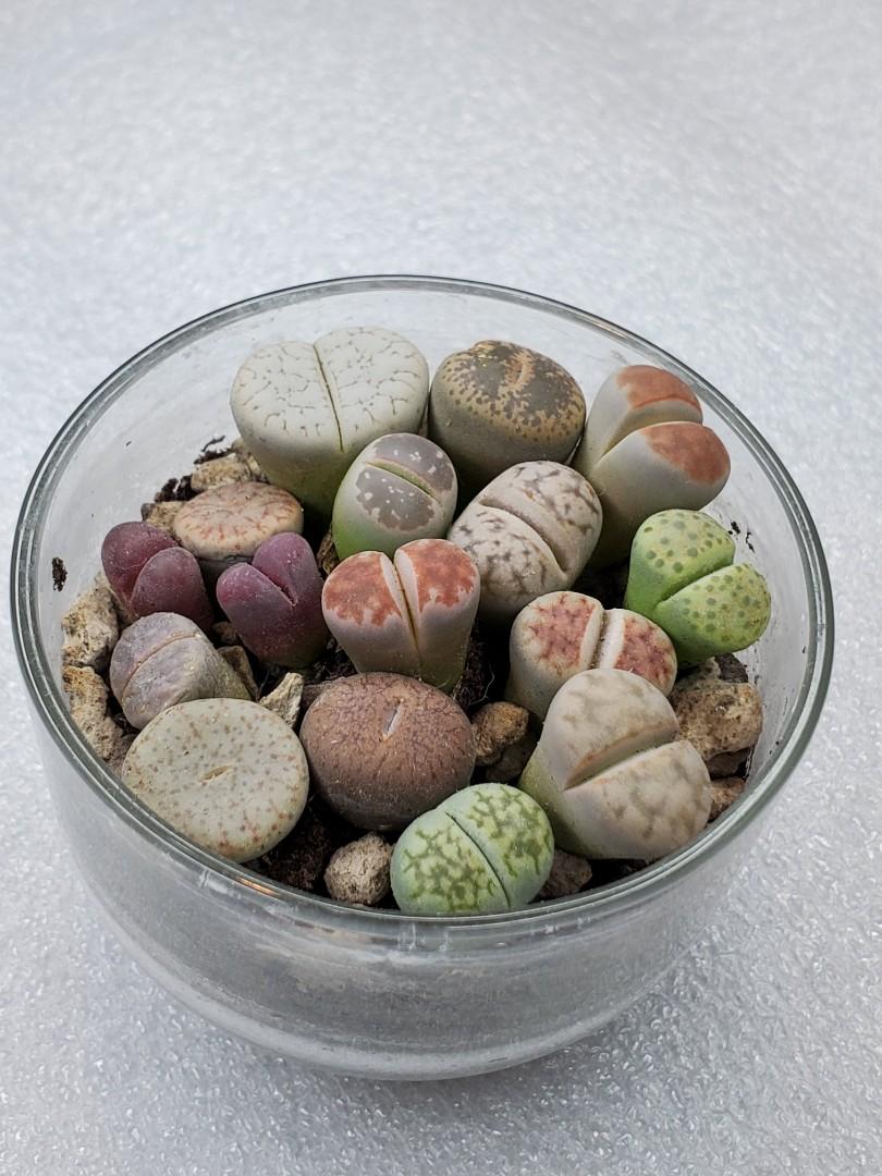 日本石中花多肉植物盆栽擺設 傢俬 家居 家居裝飾 人工植物盆栽 Carousell