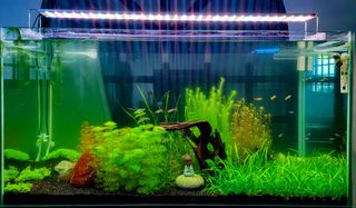 (Category: ) located in . Submitted by basile10 (Listing ID 1052051614, Image 1). Description: .