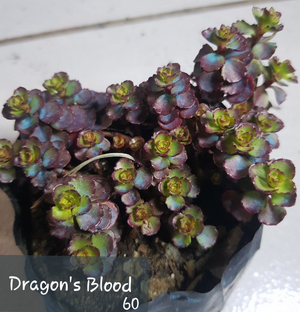 Dragon S Blood Gardening Flowers Plants On Carousell