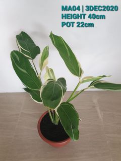 (Category: ) located in . Submitted by phytophilous (Listing ID 1053392930, Image 1). Description: .