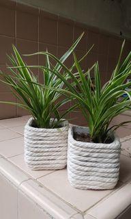 Spider plant in recycled plastic pot