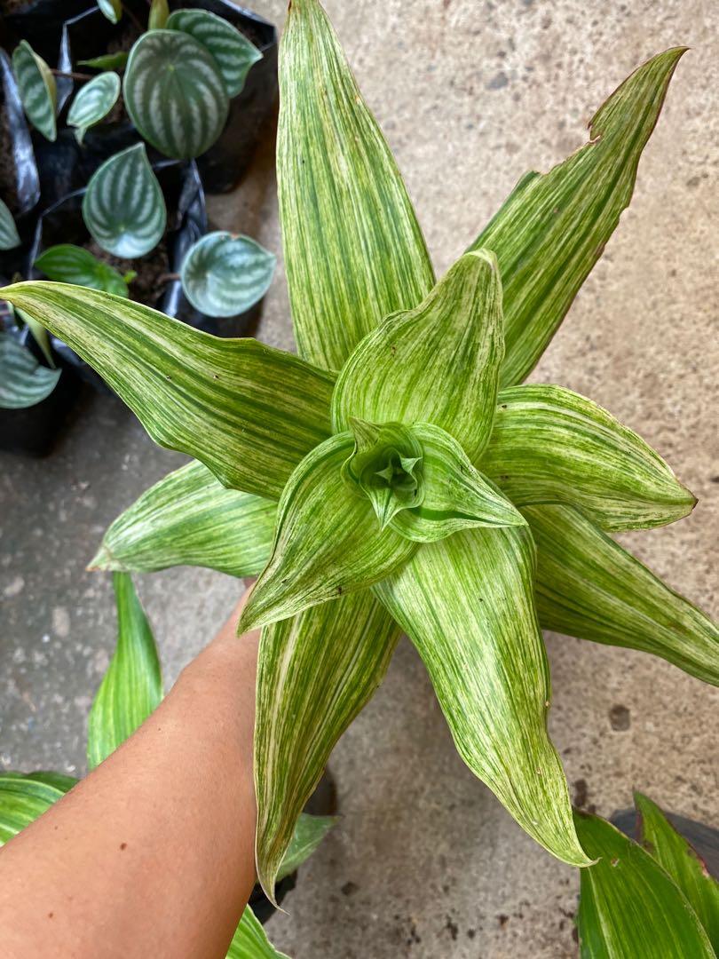 variegated basket plant, Furniture & Home Living, Gardening, Plants