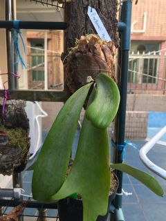 （分類：）位於 。 由 aqqa10 提交（商品編號 1059417230，圖片 1）。簡介： 。