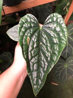 (Category: ) located in . Submitted by the_plantnerd (Listing ID 1059495318, Image 1). Description: .