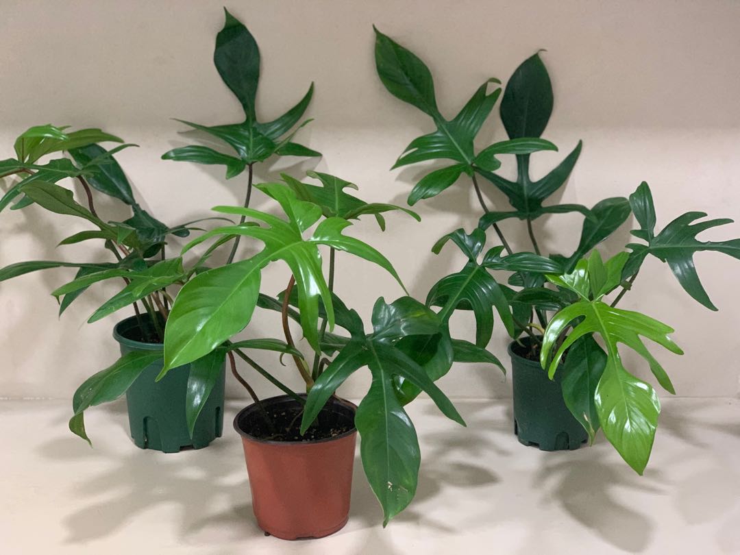 Philodendron Florida Beauty Green Furniture Home Living Gardening Plants Seeds On Carousell