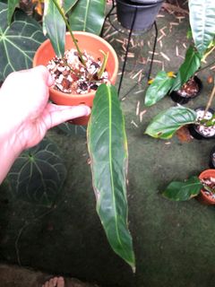 (Category: ) located in . Submitted by the_plantnerd (Listing ID 1059504315, Image 1). Description: .