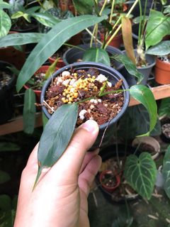 (Category: ) located in . Submitted by the_plantnerd (Listing ID 1059494841, Image 1). Description: .