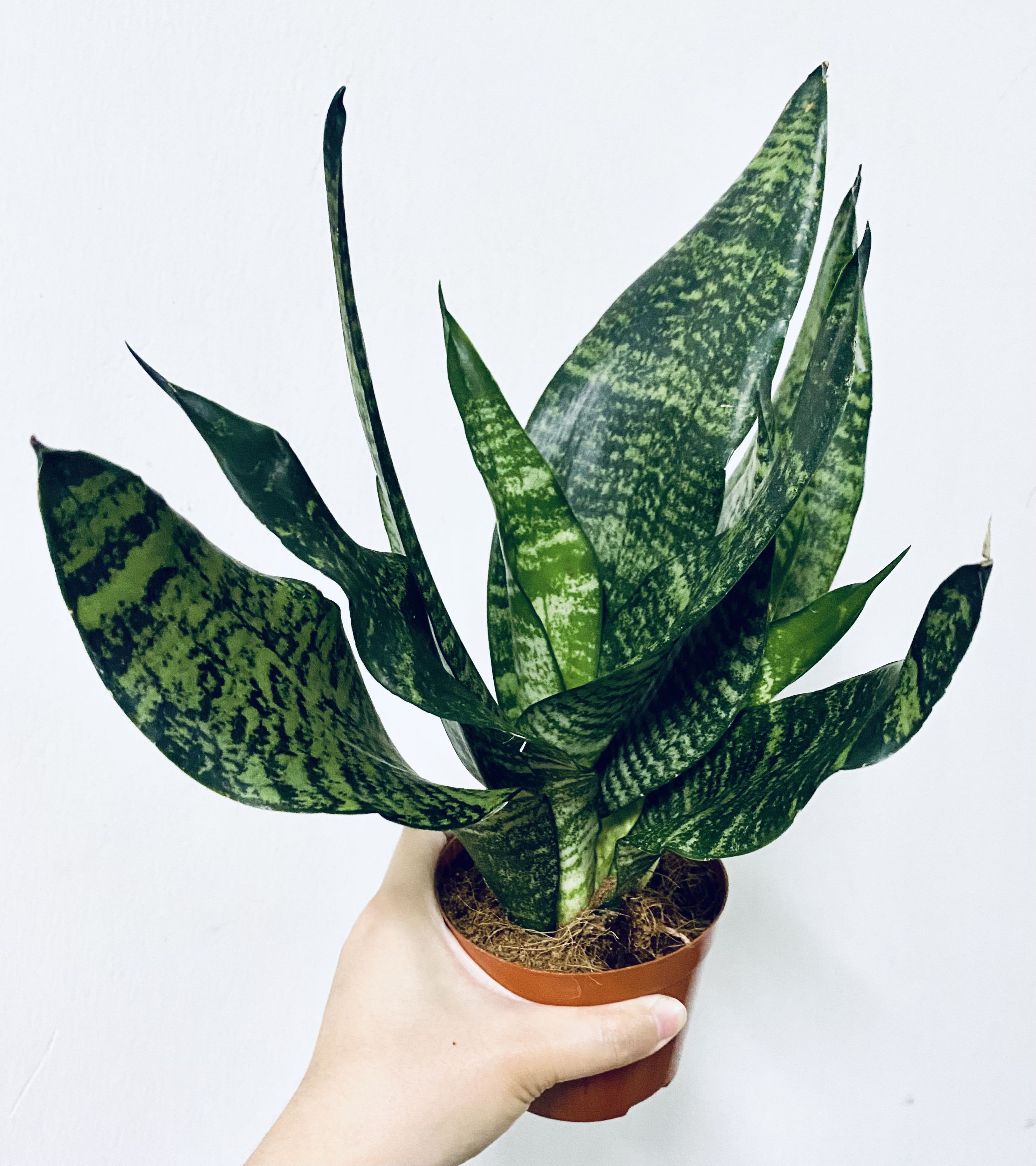 Sansevieria Futura Robusta Furniture Home Living Gardening Plants Seeds On Carousell