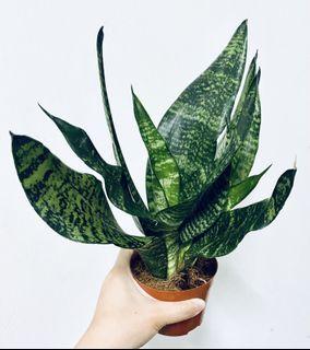 Sansevieria Futura Robusta