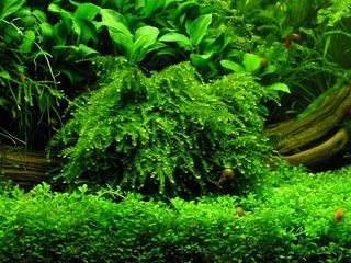 (Category: ) located in . Submitted by pawsnfins (Listing ID 1059477399, Image 1). Description: .
