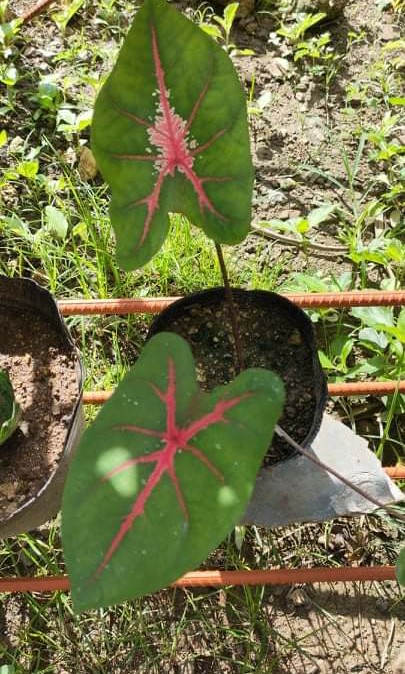 Caladium Furniture Home Living Gardening Plants Seeds On Carousell