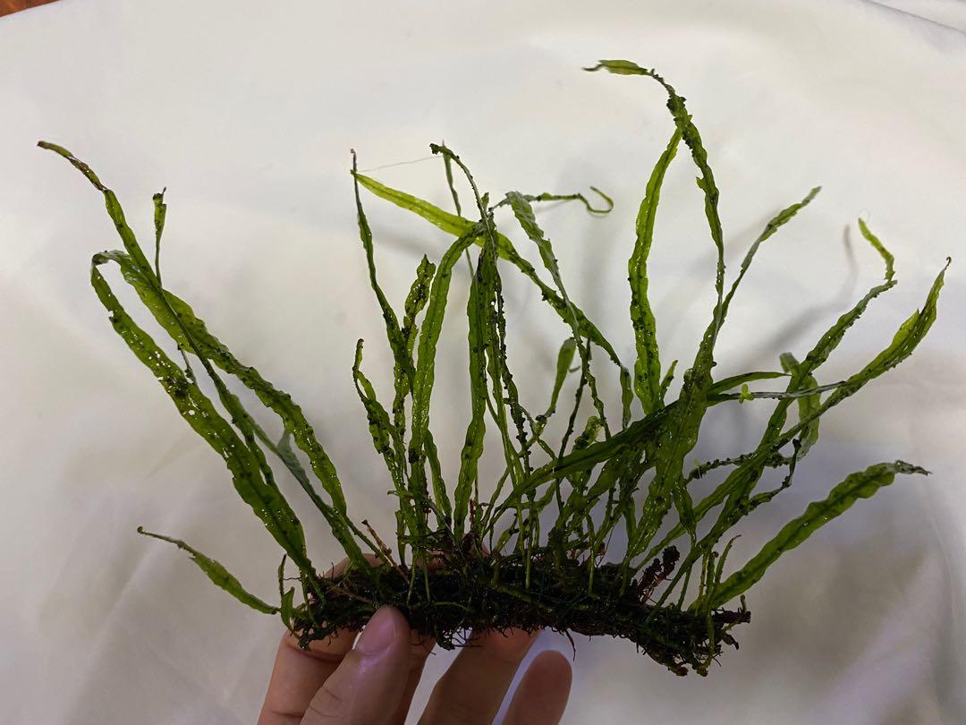 Java fern Needle leaf, Furniture & Home Living, Gardening, Plants ...
