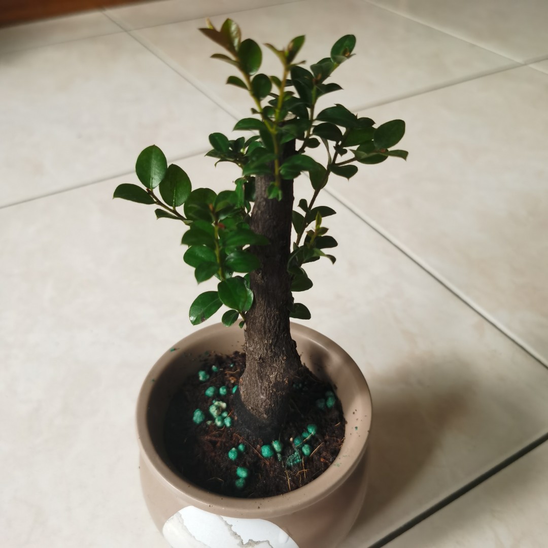 limited edition Rosewood Bonsai, Gardening, Plants on Carousell
