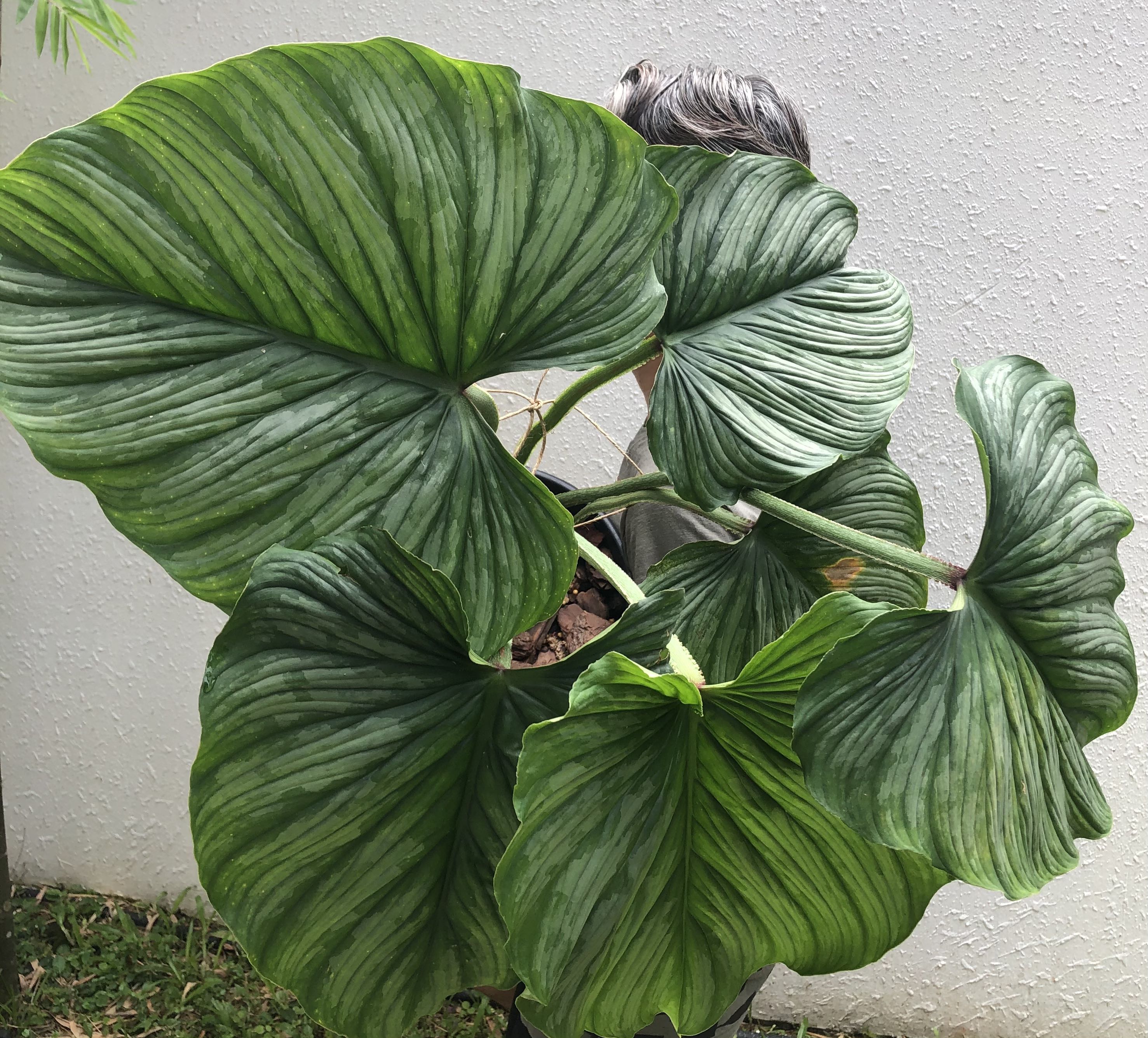 Philodendron Mamei Silver Cloud Furniture Home Living Gardening Plants Seeds On Carousell