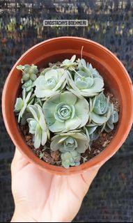 Succulent Orostachys Boehmeri Cluster