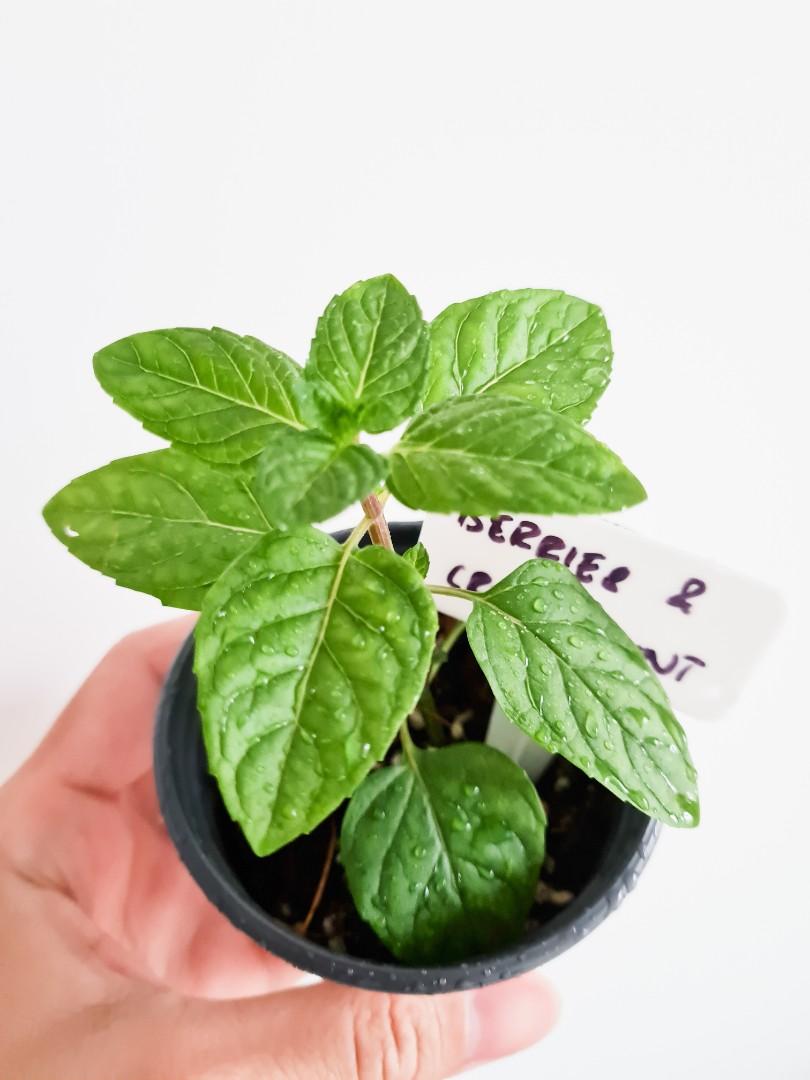 Berries And Cream Mint Furniture Home Living Gardening Garden Soil Fertilisers On Carousell Berries And Cream Mint Furniture Home Living Gardening Garden Soil Fertilisers On Carousell