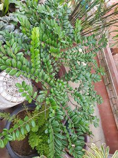 Boxwood Plants View All Boxwood Plants Ads In Carousell Philippines