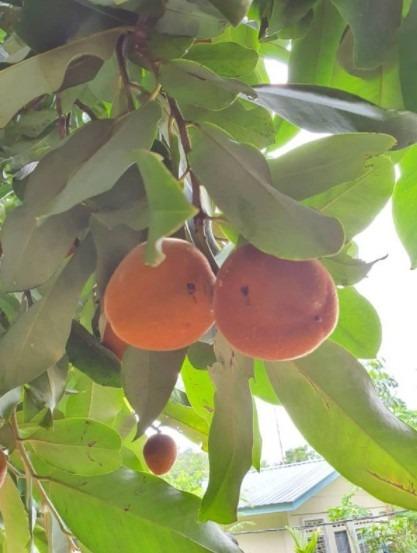 Free Shipping Anak Pokok Buah Mentega Seralat Buah Bisbul Keremak Epal Baldu Buah Buahan Nadir Home Furniture Gardening On Carousell