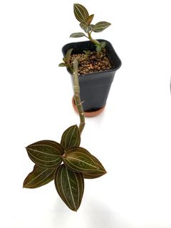 (Category: ) located in . Submitted by botanick (Listing ID 1053664349, Image 1). Description: .