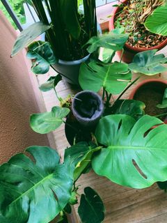 (Category: ) located in . Submitted by nganpb (Listing ID 1053599410, Image 1). Description: .