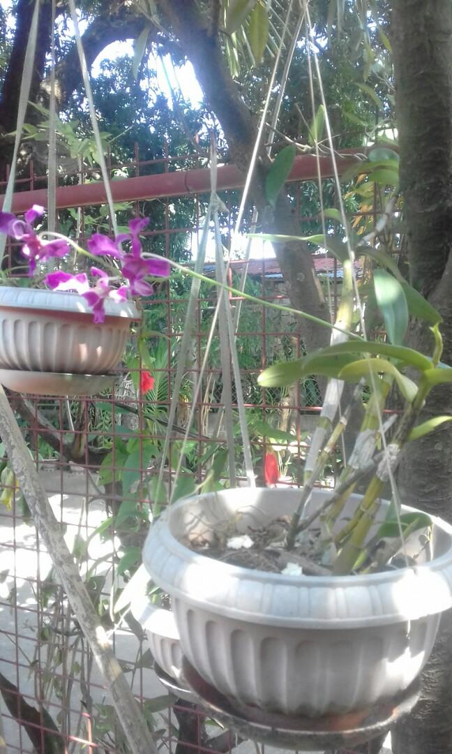 Orchid Cattleya Dendrobium Violet Furniture Home Living Gardening Plants Seeds On Carousell