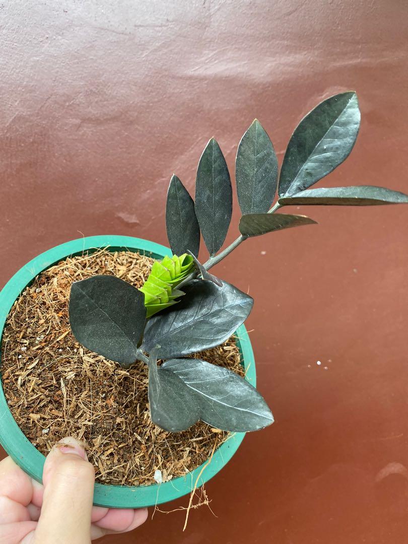 Black Raven Zz 3 Stems Fixed Price Furniture Home Living Gardening Plants Seeds On Carousell