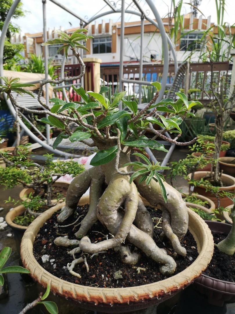 Adenium Bonsai 富贵花盆栽 Furniture Home Living Gardening Plants Seeds On Carousell