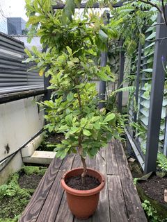 (Category: ) located in . Submitted by designer.gardener (Listing ID 1050920379, Image 1). Description: .