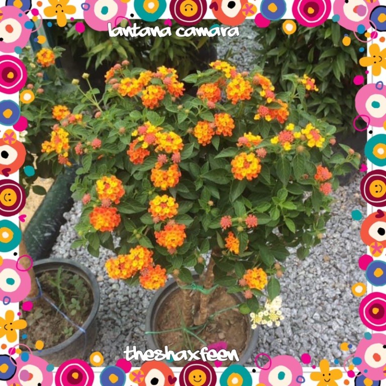 2 Фото Лантана Gem Compact Orange Fire