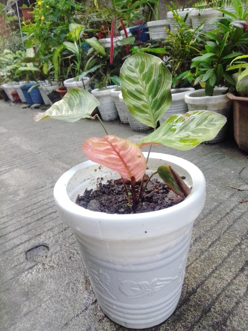 Calathea Maranta/Peacock Plant (Category: Plants & Seeds) located in Caloocan City. Submitted by willfull (Listing ID 1053774252, Image 2). Description: Calathea makoyana, also known as peacock plant or cathedral windows, is a species of plant belonging to the genus Calathea in the family Marantaceae, native to eastern Brazil. Under the synonym Goeppertia makoyana, it has gained the Royal Horticultural Society's Award of Garden Merit.