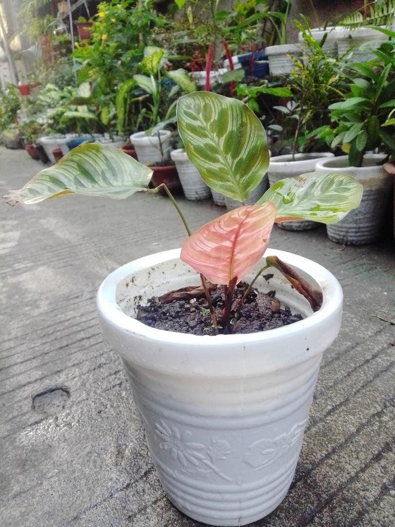Calathea Maranta/Peacock Plant (Category: Plants & Seeds) located in Caloocan City. Submitted by willfull (Listing ID 1053774252, Image 1). Description: Calathea makoyana, also known as peacock plant or cathedral windows, is a species of plant belonging to the genus Calathea in the family Marantaceae, native to eastern Brazil. Under the synonym Goeppertia makoyana, it has gained the Royal Horticultural Society's Award of Garden Merit.