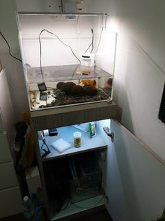 (Category: ) located in . Submitted by ernests (Listing ID 1053846129, Image 1). Description: .