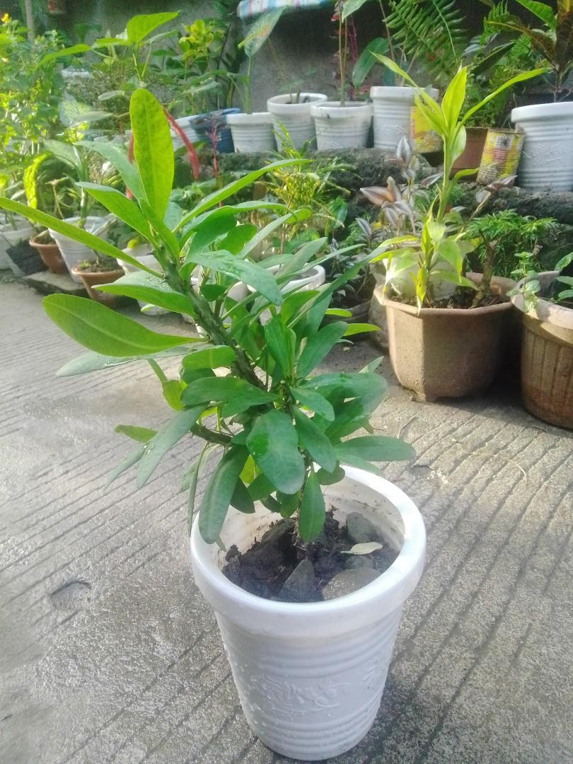 Euphorbia (Category: Plants & Seeds) located in Caloocan City. Submitted by willfull (Listing ID 1053770479, Image 2). Description: Euphorbia is a very large and diverse genus of flowering plants, commonly called spurge, in the spurge family. "Euphorbia" is sometimes used in ordinary English to collectively refer to all members of Euphorbiaceae, not just to members of the genus..