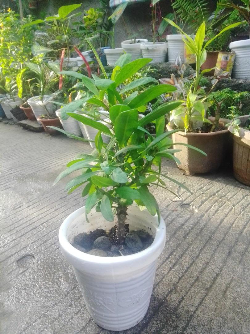 Euphorbia (Category: Plants & Seeds) located in Caloocan City. Submitted by willfull (Listing ID 1053770479, Image 3). Description: Euphorbia is a very large and diverse genus of flowering plants, commonly called spurge, in the spurge family. "Euphorbia" is sometimes used in ordinary English to collectively refer to all members of Euphorbiaceae, not just to members of the genus..
