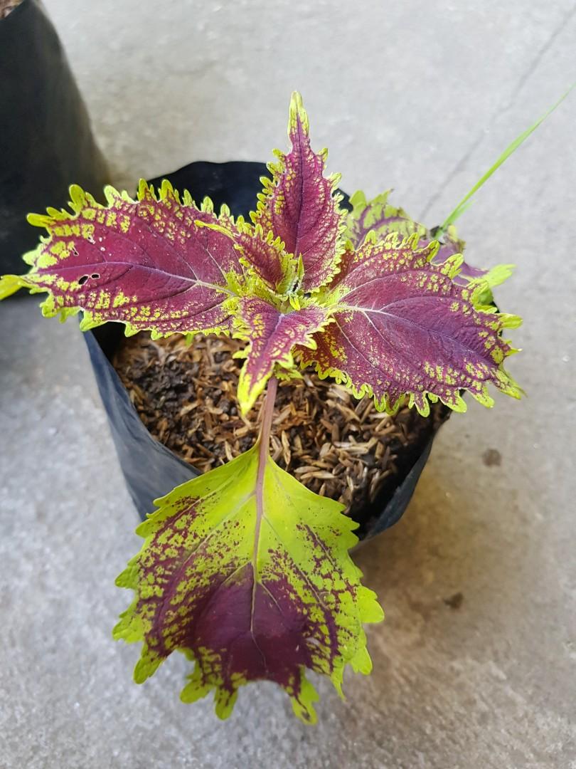 Mayana/Coleus Plant, Furniture &amp; Home Living, Gardening