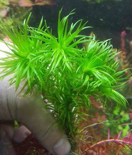 (Category: ) located in . Submitted by collectoraquatics (Listing ID 1053956514, Image 1). Description: .