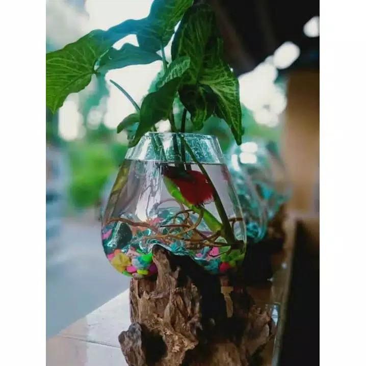 Aquarium Unik Akar Kayu Size 15cm Asli Bali Glasswood