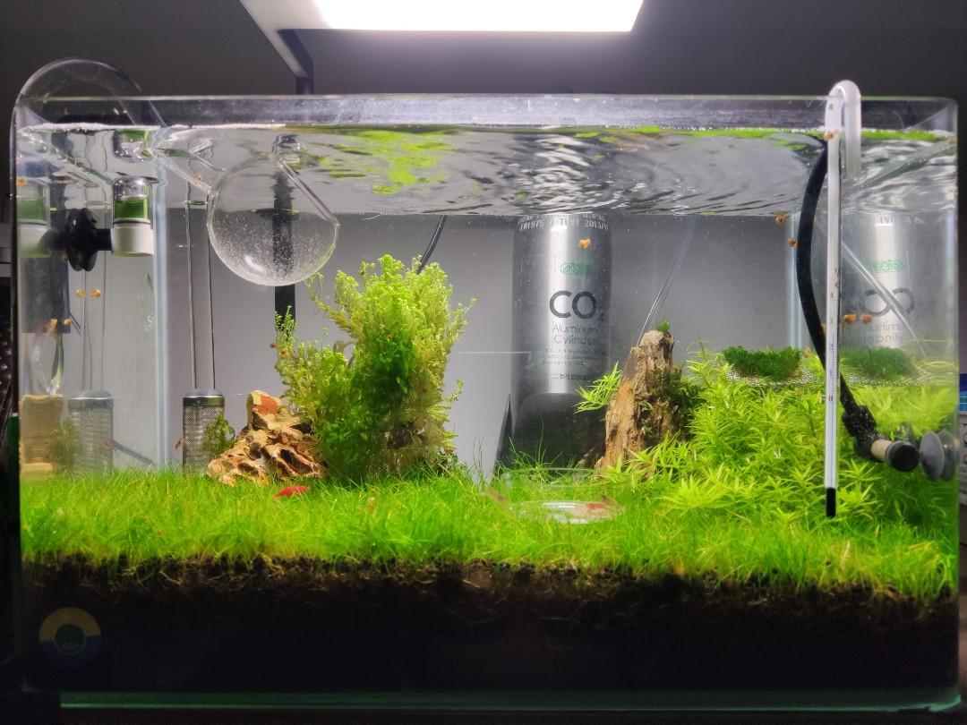 Aquascape Shrimp Tank Set Hightech Pet Supplies Pet Accessories On Carousell