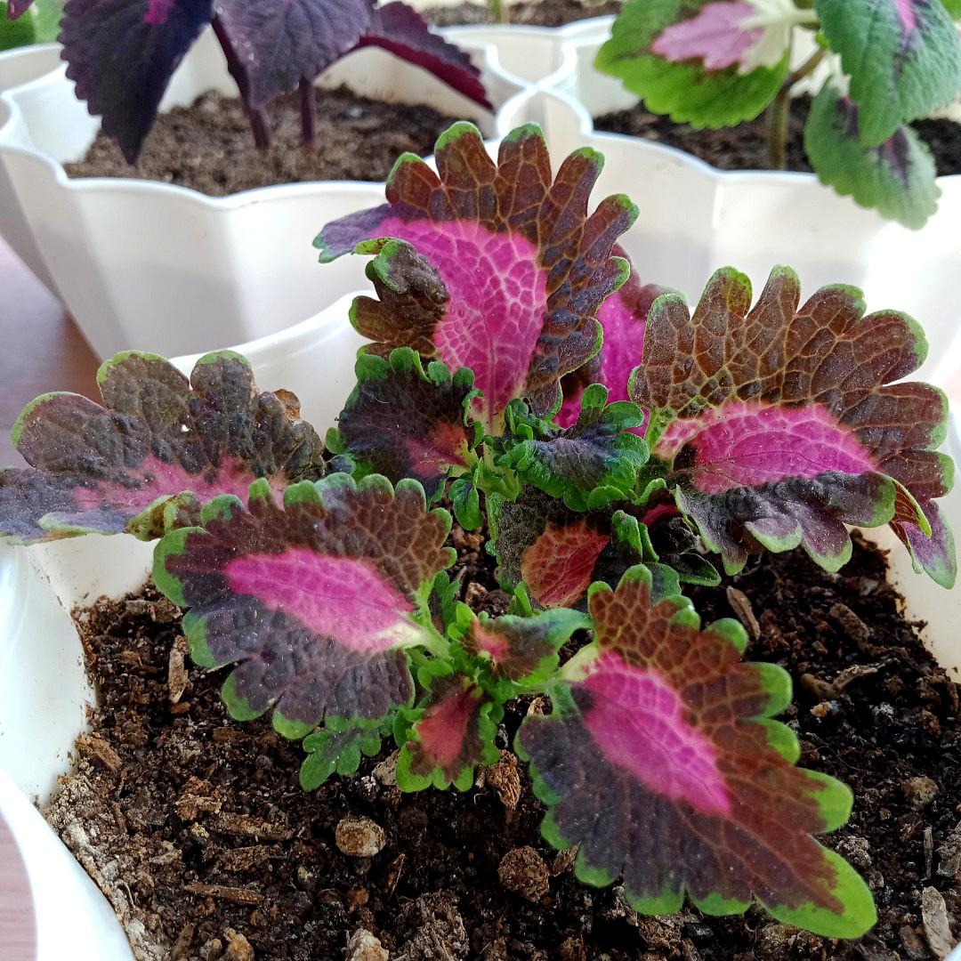(Bundle B) 6 Varieties of Coleus Mayana Plants in White