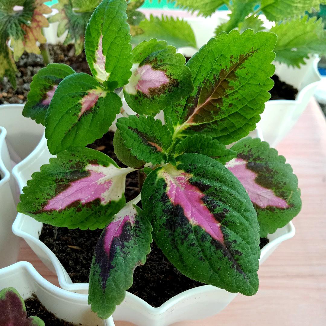 (Bundle B) 6 Varieties of Coleus Mayana Plants in White