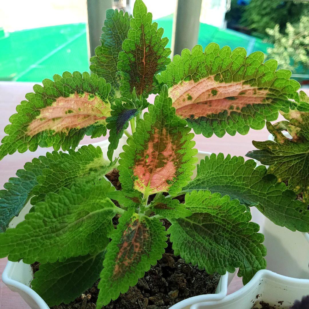 (Bundle B) 6 Varieties of Coleus Mayana Plants in White