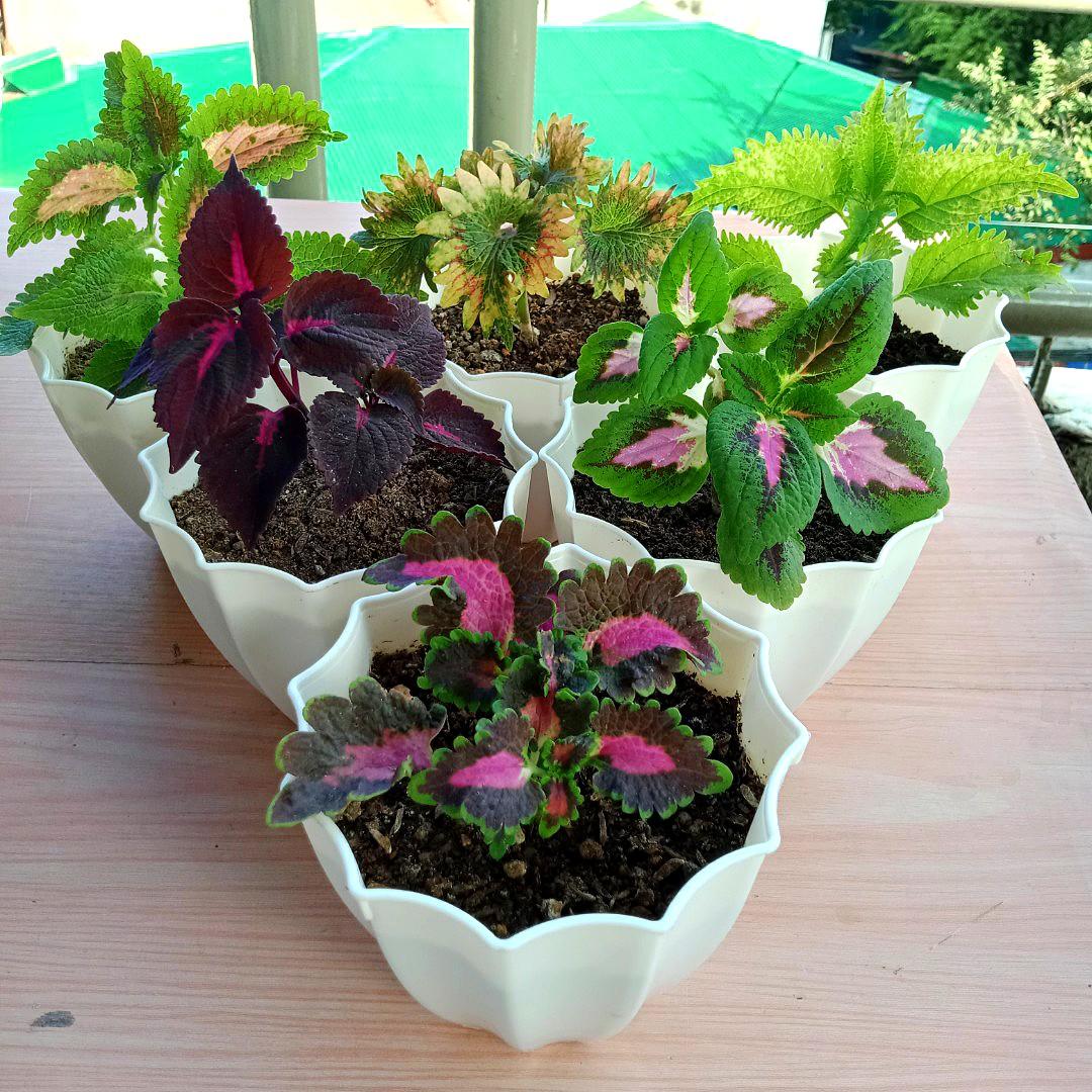(Bundle B) 6 Varieties of Coleus Mayana Plants in White
