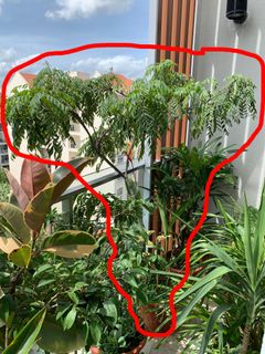 (Category: ) located in . Submitted by designer.gardener (Listing ID 1054042387, Image 1). Description: .